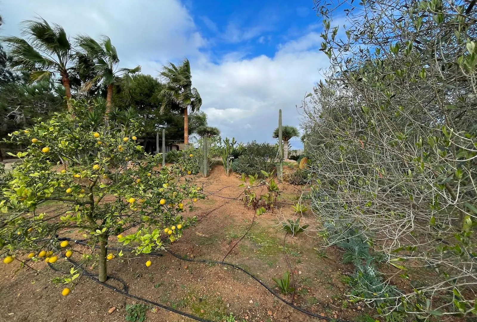 Finca Los Olivos - Grupo Berna セス・サリネス