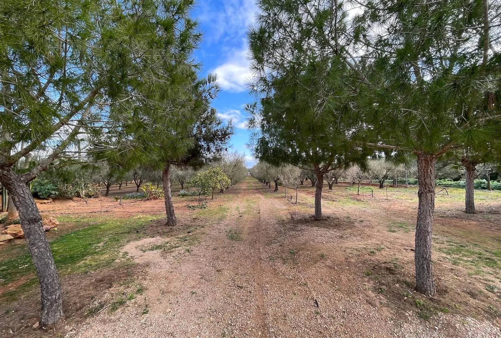 Casa vacanze Finca Los Olivos - Grupo Berna Ses Salines